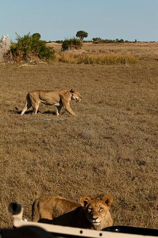 136 Okavango Delta, dit is wel heel kortbij.jpg